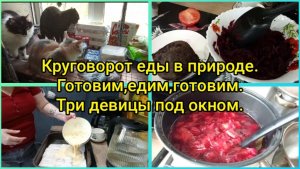Круговорот еды в природе! Готовим,едим,готовим.Три девицы под окном 😺😸😾