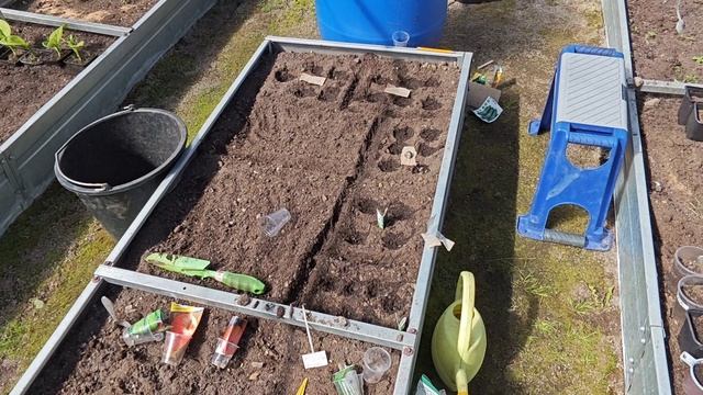 10-05-2026.Дача.Сажаю в теплице семена на рассаду.Культиватор старается.(01.05.-03.05.26)