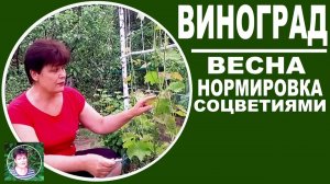 Как нормировать виноград гроздями  Основные пра