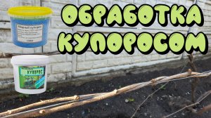 ОБРАБОТКА ВИНОГРАДА КУПОРОСОМ. Нужна или нет?
