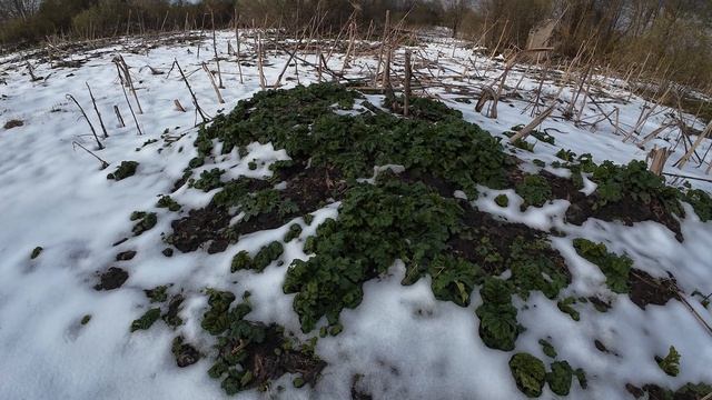 -7. А будет ли весна? Огород в ящиках. (Пора Домой)