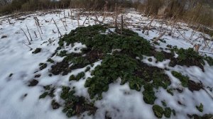 -7. А будет ли весна? (Пора Домой)