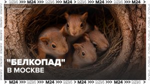 Сезон «белкопада» начался в Москве - Москва 24