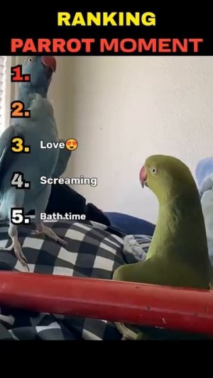 FUNNY PARROT MOMENTS #shorts