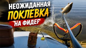 Такую рыбу на классический фидер я точно не ожидал поймать. Рыбалка на флэт кормушки