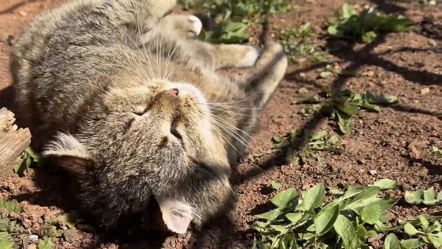 ДНЕВНИК лесного кота Барсика Мир! Труд! Май! 4.05.2026