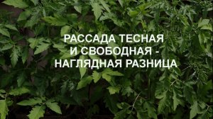 Рассада свободная и тесная - наглядная разница.