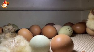 Мы снимали инкубатор 7 часов ночью… и дождались чуда (11)
