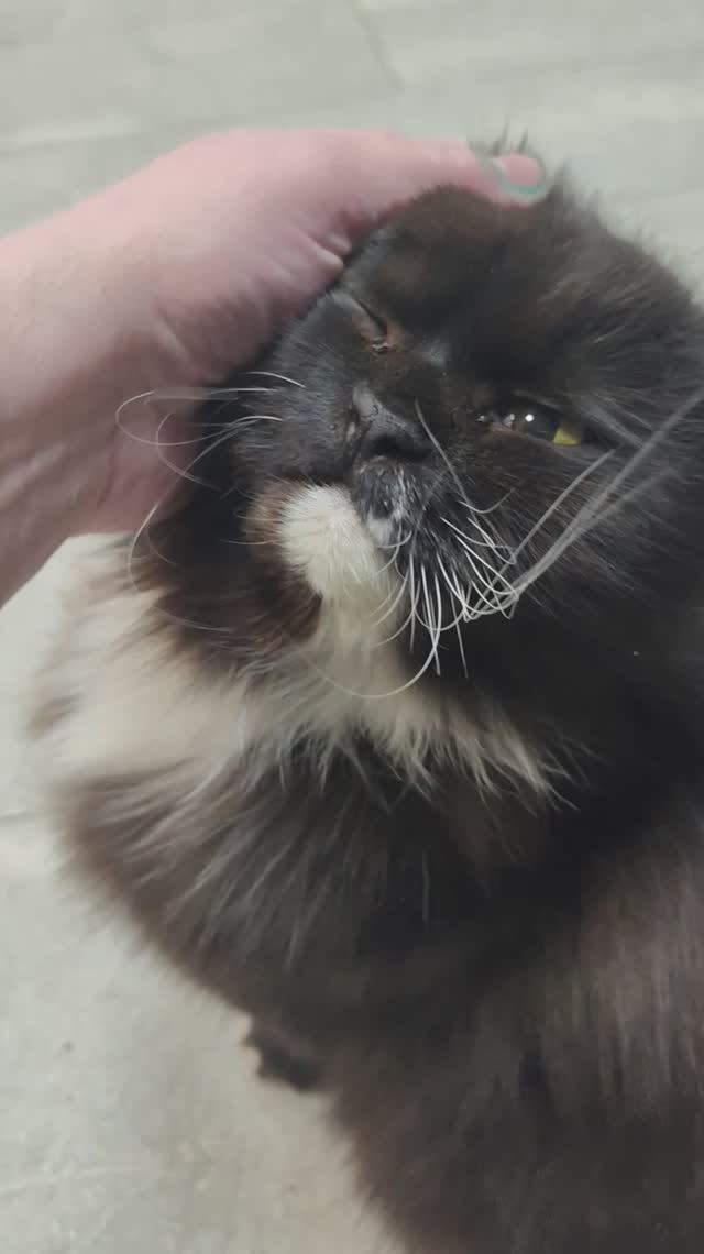 царь автомойки🚗🐈⬛на автомойки я как всегда нашла кота🙀ему наверно сюда нельзя?! ЕМУ- ВСЁ МОЖНО😹