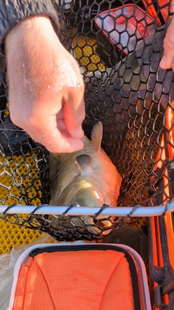 Карп-кругляш на Боковой кивок. #рыбалка #fishing #боковойкивок #кивок #летняямормышка #в бок кивок