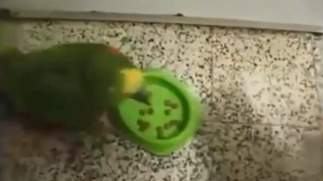 ПОПУГАЙ ДОВОДИТ КОТА. НЕ УПАДИ ОТ СМЕХА!
