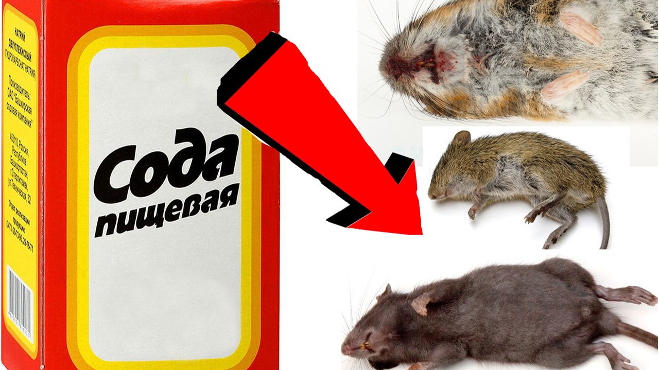 Как избавиться от мышей За 3 Секунды!