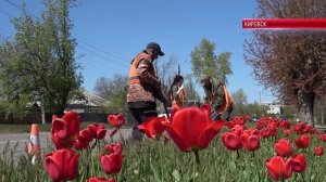 ТК «Родной». Кировский комбинат коммунальных услуг наращивает темпы работ по благоустройству