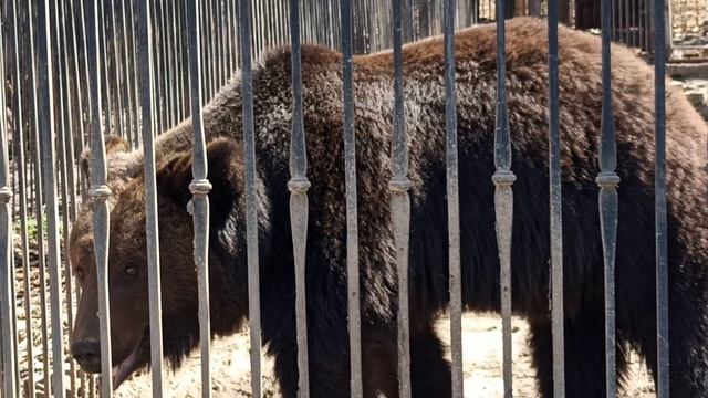 СИЛА В КАЖДОМ ДВИЖЕНИИ ВПЕЧАТЛЯЕТ