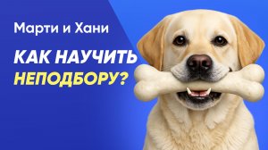 СОБАКА ПОДБИРАЕТ НА УЛИЦЕ / КАК НАУЧИТЬ НЕПОДБОРУ / ПОЧЕМУ ТВОЯ СОБАКА ПЫЛЕСОСИТ ВСЁ ПОДРЯД