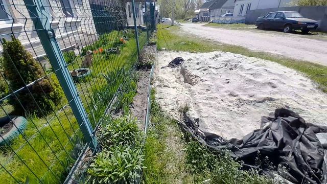 МАЙСКИЕ БУДНИ. ХРИЗАНТЕМА МУЛЬТИФЛОРА ПЕРЕЕХАЛА В ПАЛИСАДНИК