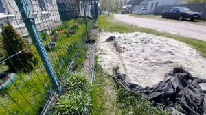 МАЙСКИЕ БУДНИ. ХРИЗАНТЕМА МУЛЬТИФЛОРА ПЕРЕЕХАЛА В ПАЛИСАДНИК