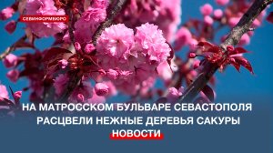 На одном из главных бульваров Севастополя – Матросском – расцвели нежнейшие деревья сакуры