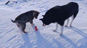 Дуралей.