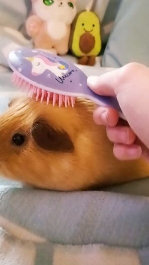 Фантичек﹥﹤