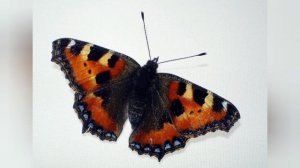 Бабочка Улетунчик🦋