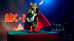 КОТЫ acdc.