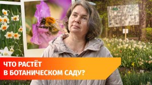 Коллекция лука и карпы кои. Показываем богатства уфимского Ботанического сада