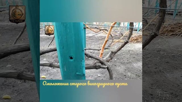 Омоложение старого виноградного куста.