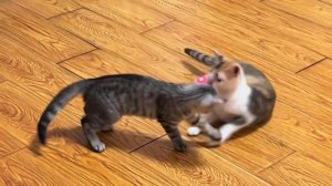 Самые смешные видео с кошками и собаками 2026😼🐶Вы не перестанете смеяться😜