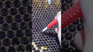 Процесс переноса личинок для вывода маток.
