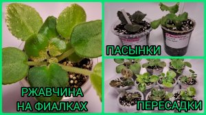 Ржавчина на фиалках. Пасынки. Рассадка деток. Пересадки фиалок.