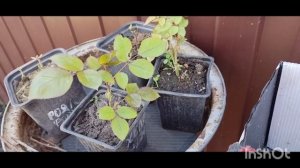 Где была! Что видела! Что купила! Как живут в русской деревне...
