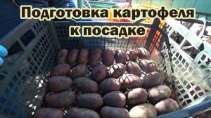 Подготовка картофеля к посадке