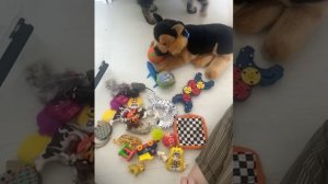 Выбираем игрушки для Райса. Опять спят сони