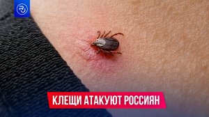 Клещи атакуют россиян