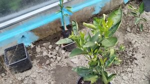 Обзор покупок цитрусовых в теплицу,помело,грейпфрукт.
