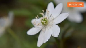 На поиски первоцветов ходила фотограф DVHAB
