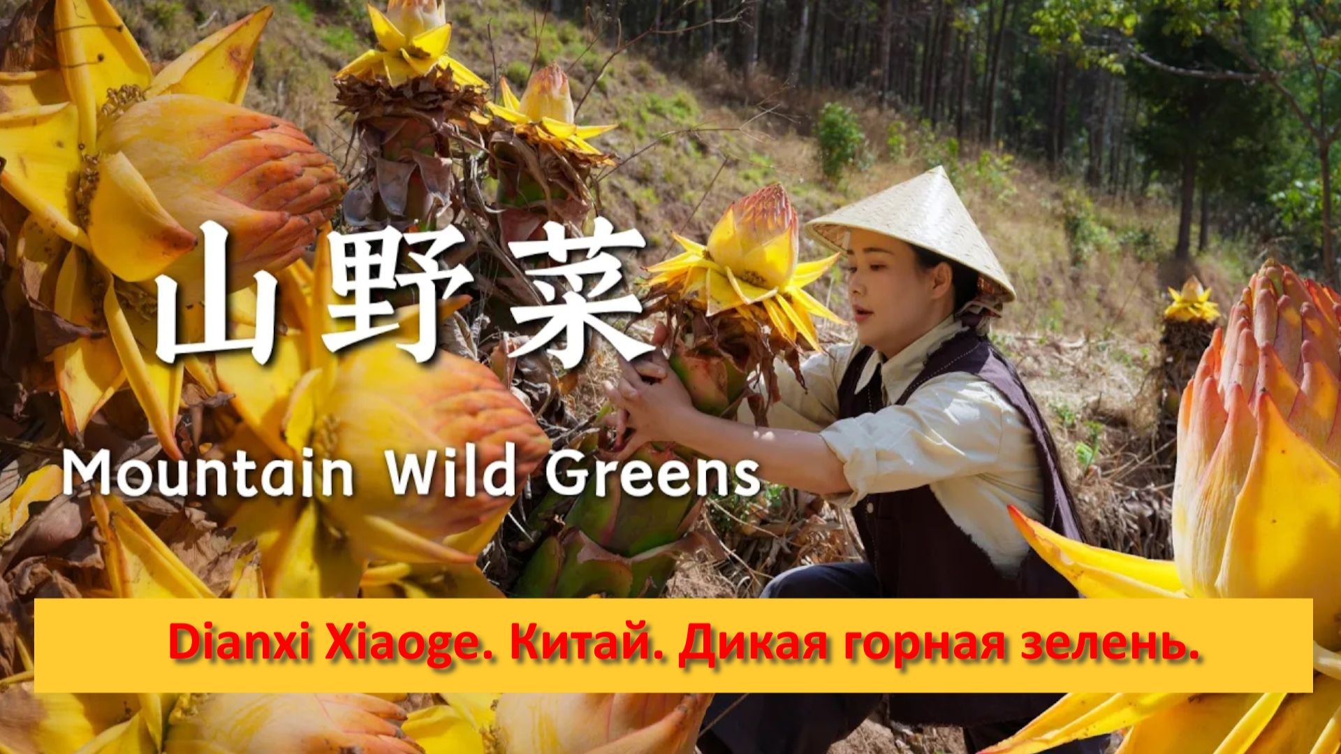 Dianxi Xiaoge. Китай. Дикая горная зелень.