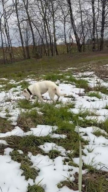 rutube.ru