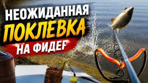 Такую рыбу на классический фидер я точно не ожидал поймать. Рыбалка на флэт кормушки