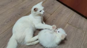 Мама-кошка зовет своего котенка поиграть. Кошка-мать и котенок Микки.