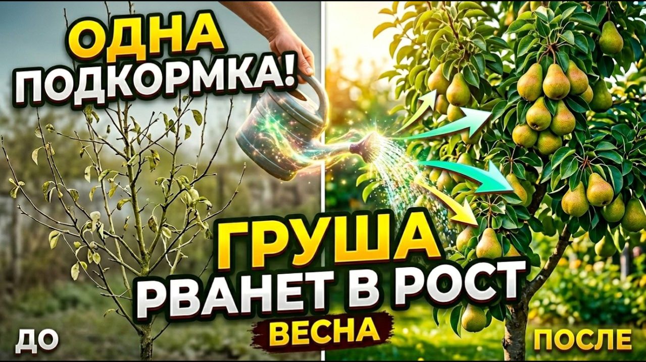Одна ПОДКОРМКА для ГРУШИ весной, которая запускает быстрый рост дерева