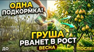 Одна ПОДКОРМКА для ГРУШИ весной, которая запускает быстрый рост дерева