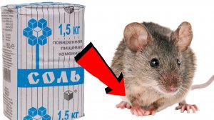 Как избавиться от крыс в частном доме навсегда За 3 Секунды!!!