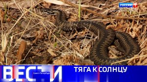 Вести Санкт-Петербург. Выпуск 09.30 от 04.05.2026