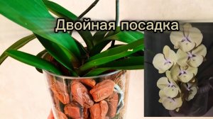 Двойная посадка биглипов с неидеальной корневой