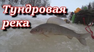 Хариус на тундровой реке