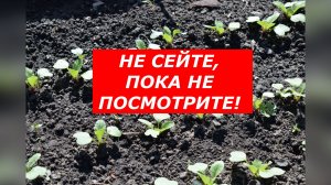 Хватит сеять редис неправильно! Делайте так!!!