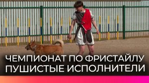 В Новгородском округе прошел чемпионат по кинологическому фристайлу