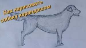 Как нарисовать собаку карандашом (золотистый ретривер)